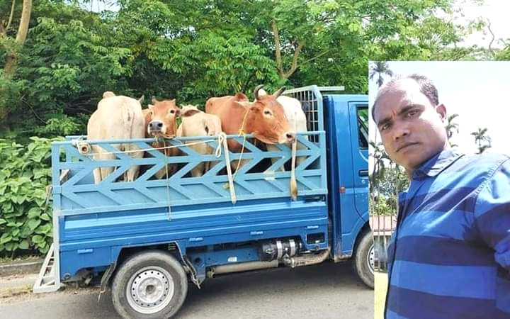 গোয়াইনঘাটে চোরাই গরুর বৈধ লাইসেন্স’র আরেক নাম আমিন স্লিপ!