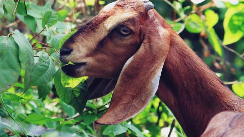 ছাগলে গাছ খাওয়া নিয়ে বি রো ধে প্রাণ হারালেন নারী