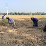 সুনামগঞ্জে আমনের বাম্পার ফলন