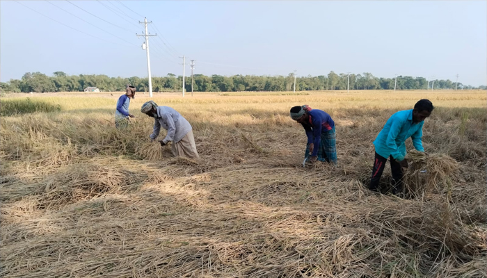সুনামগঞ্জে আমনের বাম্পার ফলন
