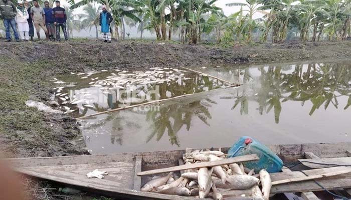 জামালগঞ্জে রাতের আধাঁরে মাছের ঘেরে বিষ প্রয়োগ