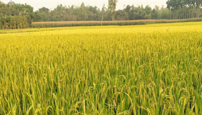 গোয়াইনঘাটে জোরপূর্বক ধান কেটে নিয়ে গেল সন্ত্রাসীরা