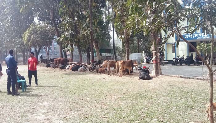 মধ্যনগরে ৪০টি ভারতীয় গরুসহ ৪ জন আটক