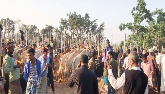 নবীগঞ্জে নির্দেশনা অমান্য আবারো জনতার বাজার পশুরহাট