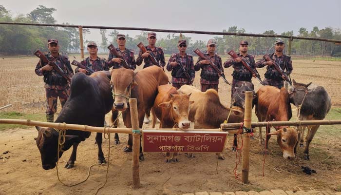দোয়ারাবাজারে ভারতীয় গরুর চালান আটক