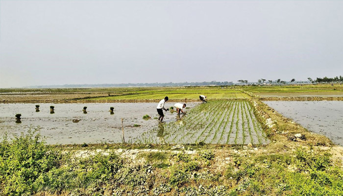 কমলগঞ্জে সেচ সংকটে কৃষকরা