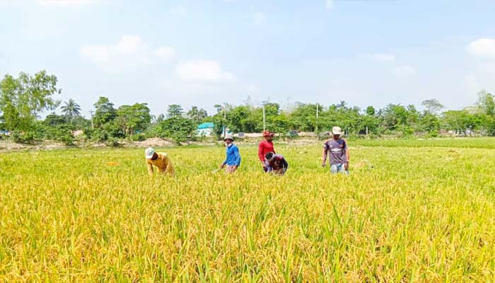 বানিয়াচংয়ের সোনালী ধানে স্বপ্ন বুনেছেন কৃষকরা