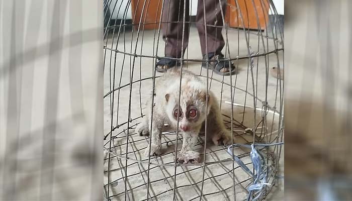 পথ হারিয়ে চা বাগানে ঢুকে পড়ে লজ্জাবতী বানর