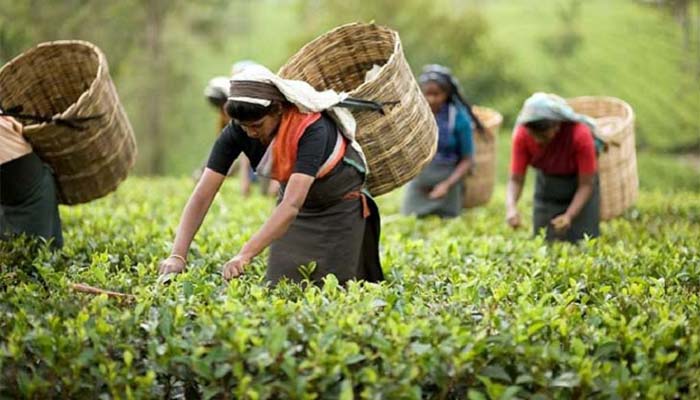 ‘চা-শ্রমিক দিবস’