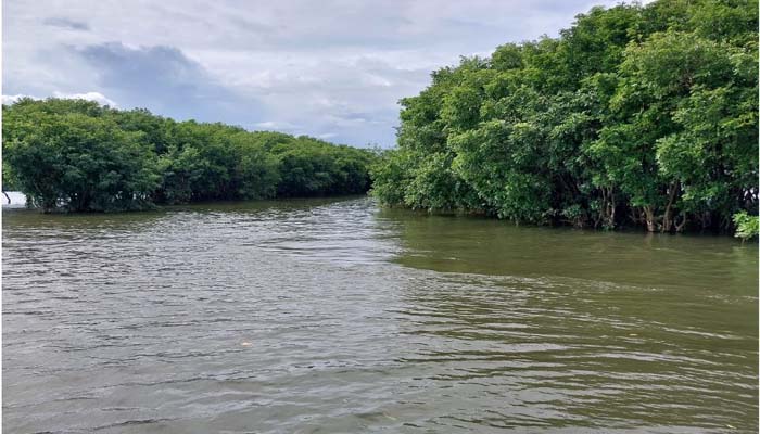 জামালগঞ্জে পাকনার হাওরে পর্যটনের সম্ভাবনা হিজল করচ বাগান