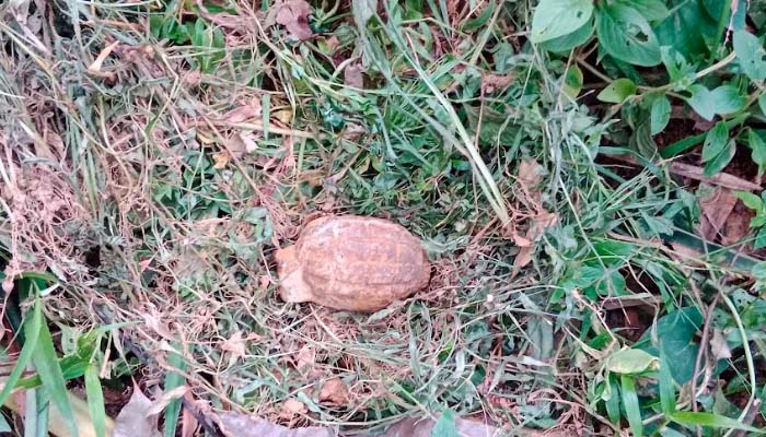 কমলগঞ্জে বাড়ীর আঙ্গিনা থেকে গ্রেনেড উদ্ধার
