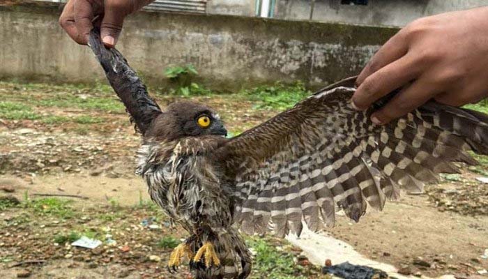 কুলাউড়ায় আহত হুতোম প্যাঁচা উদ্ধার