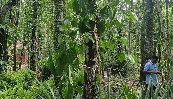 গোয়াইনঘাটে রাতের আঁধারে খাসিয়া সম্প্রদায়ের কোটি টাকার পান গাছ কর্তন