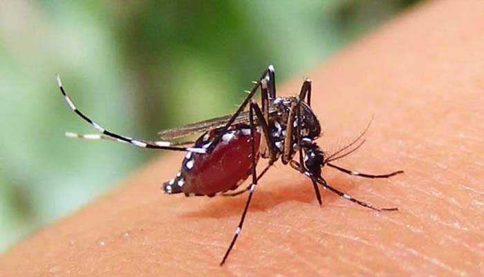 সিলেটে ডেঙ্গুতে আক্রান্ত নতুন আরও ৬ জন