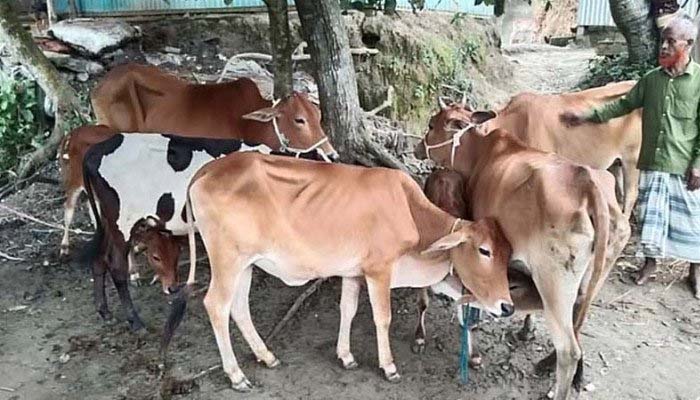 হবিগঞ্জের হাওর থেকে চুরি হওয়া সাতটি গরু ব্রাহ্মণবাড়িয়া থেকে উদ্ধার