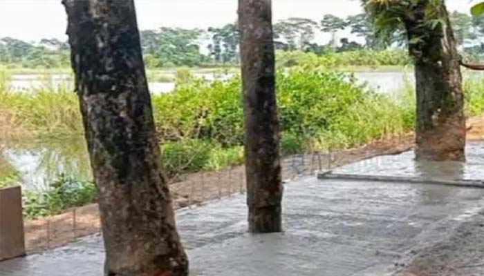 গোয়াইনঘাটে সড়কের মাঝখানে গাছ রেখেই ঢালাই সম্পন্ন