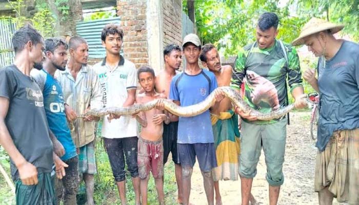 কমলগঞ্জে ধানখেত থেকে ৭ ফুট লম্বা অজগর উদ্ধার