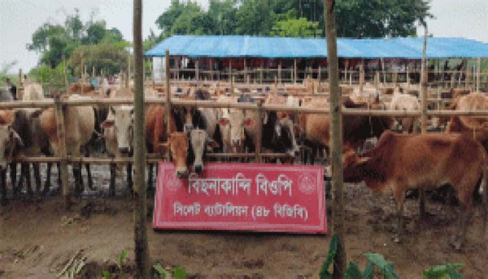 বিজিবির অভিযান : সিলেট ও সুনামগঞ্জে গরু-মহিষের বড় চালান জব্দ