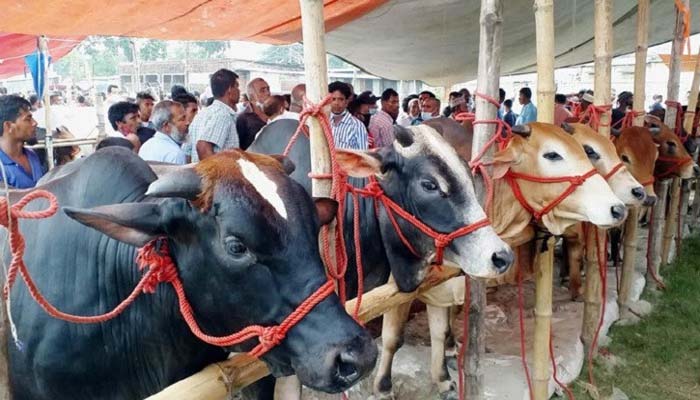  জৈন্তাপুরে কোরবানির ঈদ গেলে ও বহাল ‘অস্থায়ী’ পশুর হাট