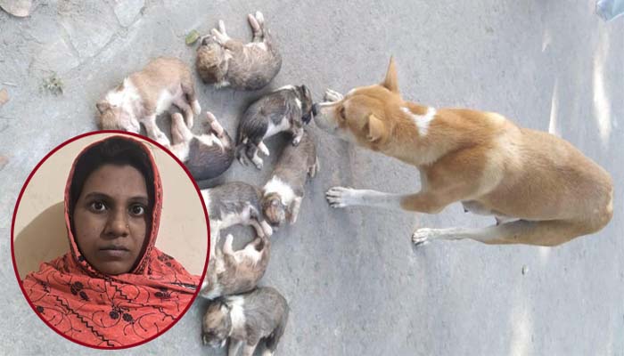 আট কুকুরছানা হত্যায় মামলা: সরকারি কর্মকর্তার স্ত্রী গ্রেপ্তার