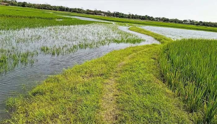 স্লুইসগেট না থাকায় জলাবদ্ধতায় নিমজ্জিত ৫শ’ একর জমির ফসল