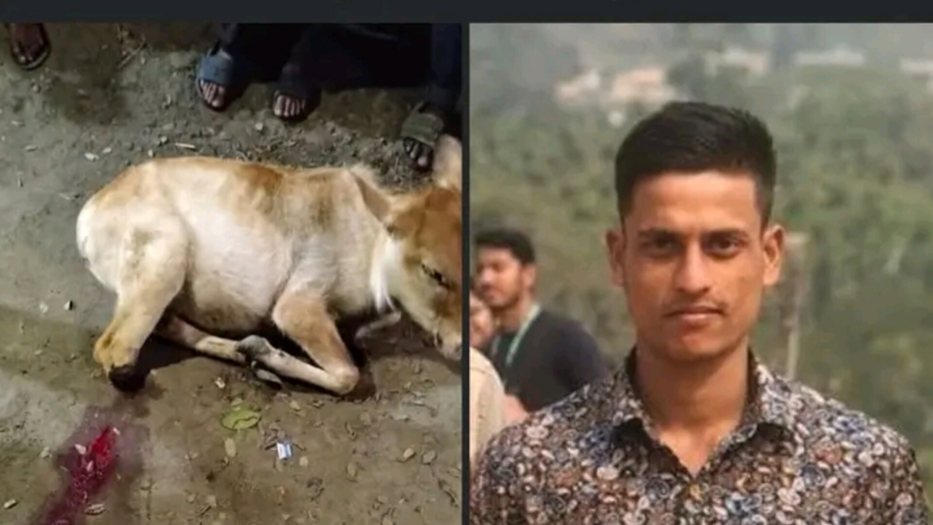গোয়াইনঘাটে অবলা প্রাণীর পা কাটল পাষণ্ড, গ্রেফতার দাবি