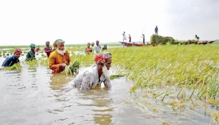 সুনামগঞ্জে হাওরে হাহাকার: পানির নিচে হাজারো কৃষকের স্বপ্ন