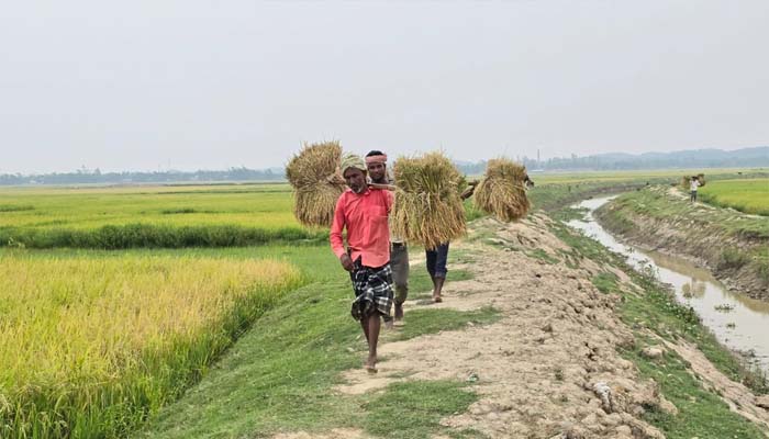 জ্বালানি সংকটে ধান মাড়াই ব্যাহত, হাকালুকি হাওরে কৃষকের দুশ্চিন্তা