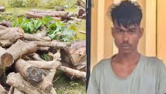 বিশ্বনাথে স-মিল থেকে চোরাই গাছ উদ্ধার, আটক ১