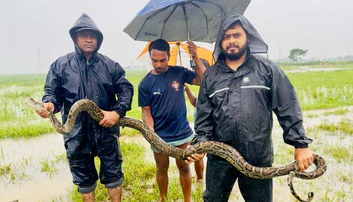 শ্রীমঙ্গলে জেলের জালে বিশালাকার অজগর অক্ষত উদ্ধার, বন বিভাগে হস্তান্তর