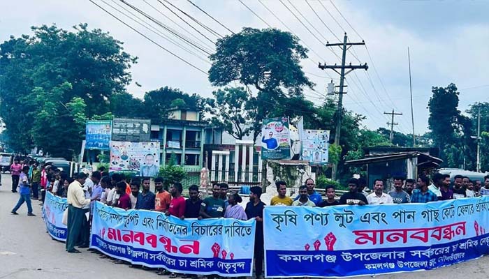 চা শ্রমিকদের কৃষিপণ্য লুট ও পান গাছ কাটার প্রতিবাদ