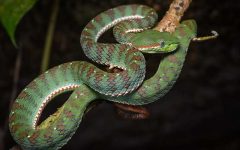 বিশ্ব সাপ দিবস আজ