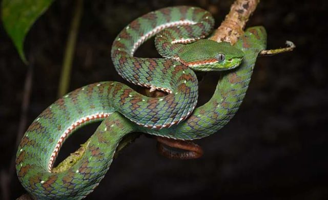 বিশ্ব সাপ দিবস আজ