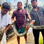 শ্রীমঙ্গলে ১৮ ফুট লম্বা অজগর উদ্ধার, বন বিভাগের কাছে হস্তান্তর