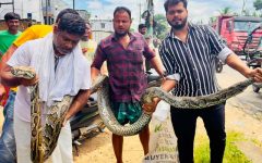 শ্রীমঙ্গলে ১৮ ফুট লম্বা অজগর উদ্ধার, বন বিভাগের কাছে হস্তান্তর