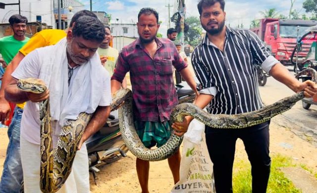 শ্রীমঙ্গলে ১৮ ফুট লম্বা অজগর উদ্ধার, বন বিভাগের কাছে হস্তান্তর