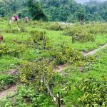 বন বিভাগের বিরুদ্ধে ১২০০ কমলা গাছ কাটার অভিযোগ
