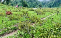 বন বিভাগের বিরুদ্ধে ১২০০ কমলা গাছ কাটার অভিযোগ