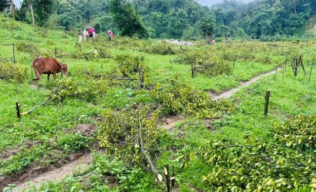 বন বিভাগের বিরুদ্ধে ১২০০ কমলা গাছ কাটার অভিযোগ