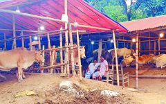 চিকনাগুলে কার ছত্রছায়ায় চলছিল দেড় মাসের অবৈধ পশুর হাট? অবশেষে প্রশাসনের অভিযান
