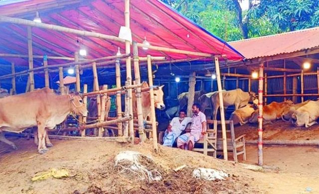 চিকনাগুলে কার ছত্রছায়ায় চলছিল দেড় মাসের অবৈধ পশুর হাট? অবশেষে প্রশাসনের অভিযান