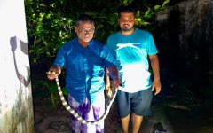 শ্রীমঙ্গলে বসতঘর থেকে বিষধর শঙ্খিনী সাপ উদ্ধার