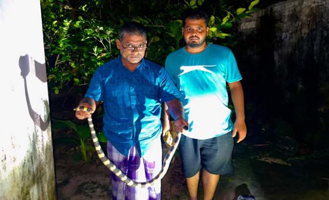 শ্রীমঙ্গলে বসতঘর থেকে বিষধর শঙ্খিনী সাপ উদ্ধার