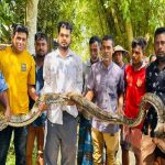 শ্রীমঙ্গলে খামারে ঢুকে পড়ল ১৮ ফুটের বিশাল অজগর, উদ্ধার