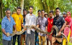 শ্রীমঙ্গলে খামারে ঢুকে পড়ল ১৮ ফুটের বিশাল অজগর, উদ্ধার