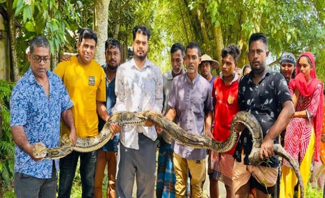 শ্রীমঙ্গলে খামারে ঢুকে পড়ল ১৮ ফুটের বিশাল অজগর, উদ্ধার