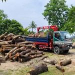 সুনামগঞ্জে সাড়ে চার হাজার গাছ কাটার ঘটনায় ৩ সদস্যের তদন্ত কমিটি