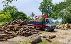 সুনামগঞ্জে সাড়ে চার হাজার গাছ কাটার ঘটনায় ৩ সদস্যের তদন্ত কমিটি