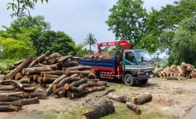 সুনামগঞ্জে সাড়ে চার হাজার গাছ কাটার ঘটনায় ৩ সদস্যের তদন্ত কমিটি