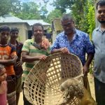 শ্রীমঙ্গলে শিশুদের চিৎকারে ধরা পড়ল লজ্জাবতী বানর